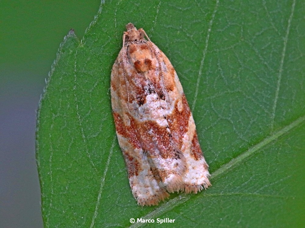 Argyrotaenia ljungiana - Tortricidae